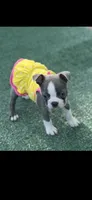 Jasmine-AKC, a female Boston Terrier for sale in Konawa, OK – 1 of 8