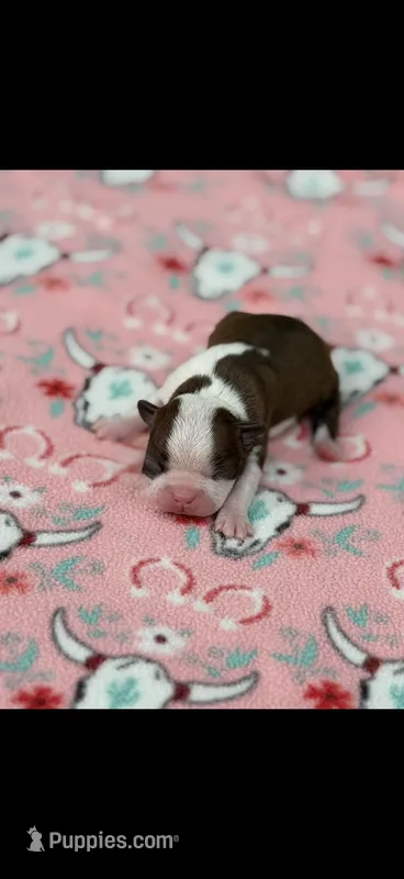 Reba-AKC – Boston Terrier puppy for sale in Konawa, OK