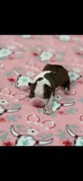 Reba-AKC, a female Boston Terrier for sale in Konawa, OK – 3 of 6