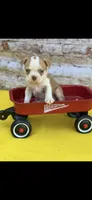 Oliver-AKC, a male Boston Terrier for sale in Konawa, OK – 4 of 10