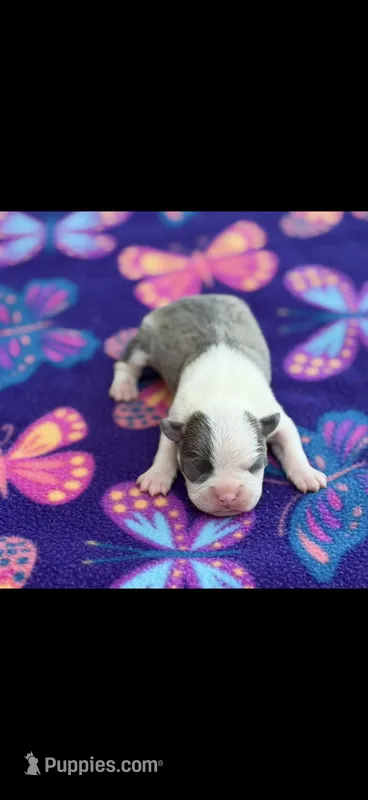 Stella-AKC – Boston Terrier puppy for sale in Konawa, OK