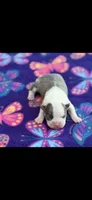 Stella-AKC, a female Boston Terrier for sale in Konawa, OK – 1 of 6