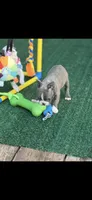 Lane-AKC, a male Boston Terrier for sale in Konawa, OK – 6 of 10