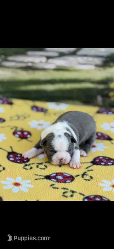 Chrissy-AKC – Boston Terrier puppy for sale in Konawa, OK