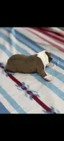 Tucker-AKC, a male Boston Terrier for sale in Konawa, OK – 5 of 6