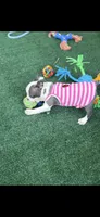 Emma-AKC, a female Boston Terrier for sale in Konawa, OK – 4 of 10