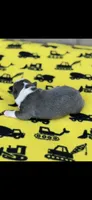 Blue-AKC, a male Boston Terrier for sale in Konawa, OK – 5 of 7