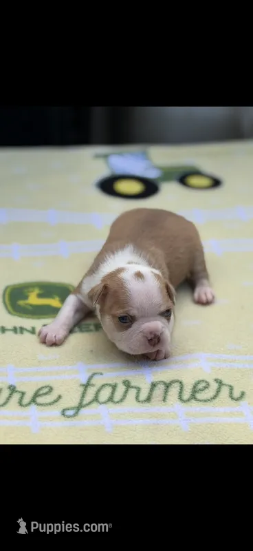 Oliver-AKC – Boston Terrier puppy for sale in Konawa, OK