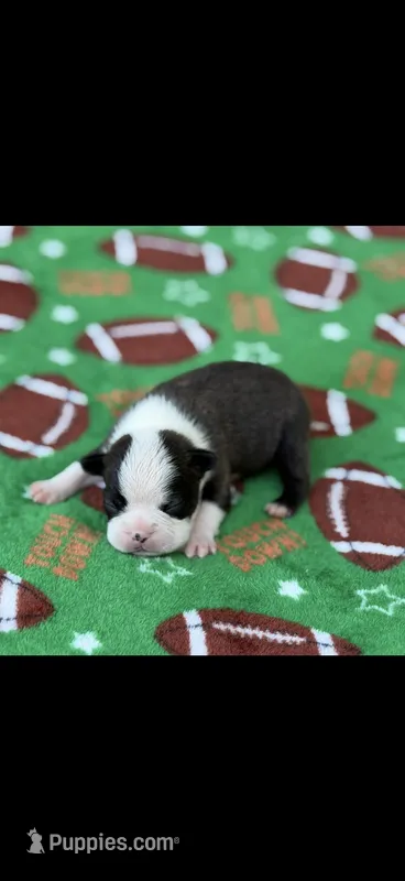 Tyson-AKC – Boston Terrier puppy for sale in Konawa, OK