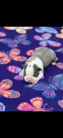 Avery-AKC, a female Boston Terrier for sale in Konawa, OK – 3 of 6