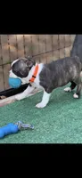 Jase-AKC, a male Boston Terrier for sale in Konawa, OK – 7 of 8