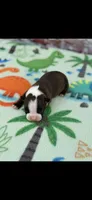 Alan-AKC, a male Boston Terrier for sale in Konawa, OK – Photo 2 of 6