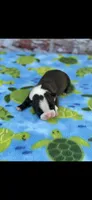 Alan-AKC, a male Boston Terrier for sale in Konawa, OK – Photo 3 of 6