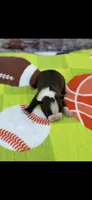 Alan-AKC, a male Boston Terrier for sale in Konawa, OK – Photo 5 of 6