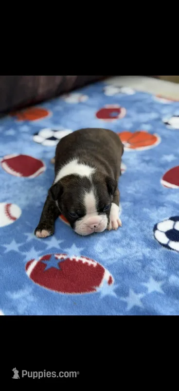 Alan-AKC – Boston Terrier puppy for sale in Konawa, OK