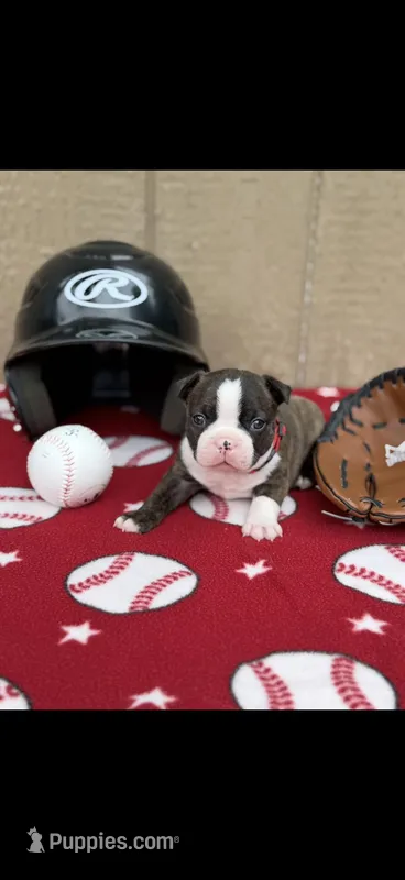 Alan-AKC – Boston Terrier puppy for sale in Konawa, OK