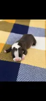 Alan-AKC, a male Boston Terrier for sale in Konawa, OK – Photo 4 of 6