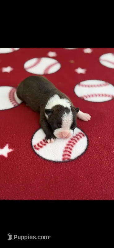 Alan-AKC – Boston Terrier puppy for sale in Konawa, OK