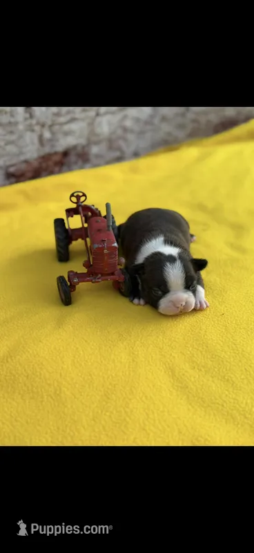 Alan-AKC – Boston Terrier puppy for sale in Konawa, OK