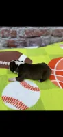 Alan-AKC, a male Boston Terrier for sale in Konawa, OK – Photo 6 of 6