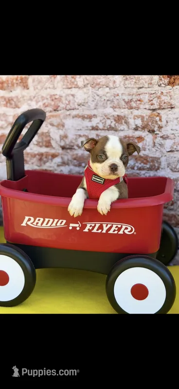 Coco-AKC – Boston Terrier puppy for sale in Konawa, OK