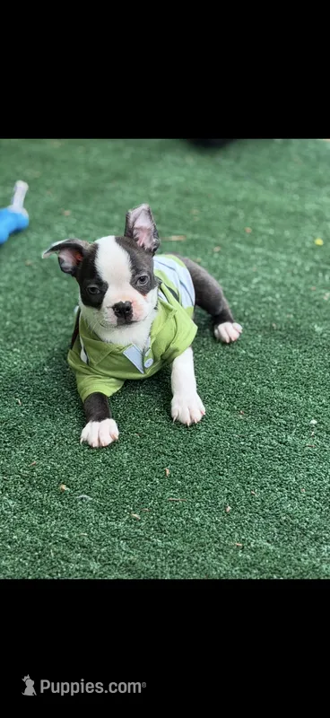 Max-AKC – Boston Terrier puppy for sale in Konawa, OK