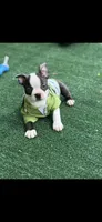 Max-AKC, a male Boston Terrier for sale in Konawa, OK – 1 of 10