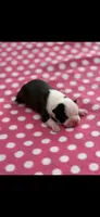 Dolly-AKC, a female Boston Terrier for sale in Konawa, OK – 4 of 9