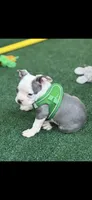 Gus-AKC, a male Boston Terrier for sale in Konawa, OK – 3 of 10