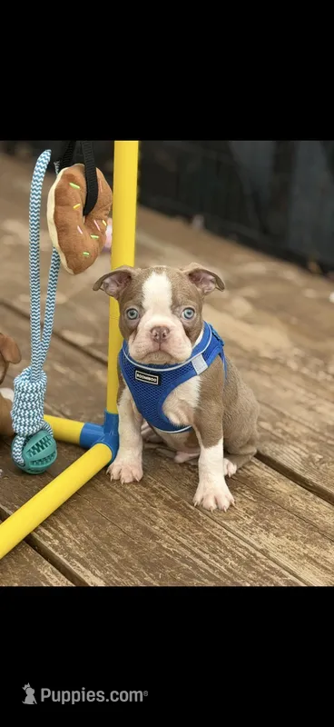 Tate-AKC – Boston Terrier puppy for sale in Konawa, OK