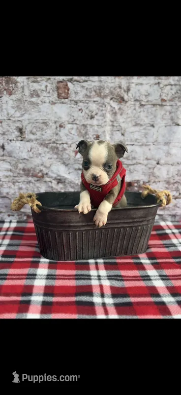 Jesse-AKC – Boston Terrier puppy for sale in Konawa, OK