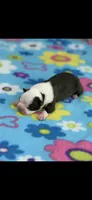 Dolly-AKC, a female Boston Terrier for sale in Konawa, OK – 6 of 9