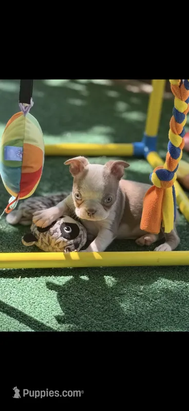 Oliver-AKC – Boston Terrier puppy for sale in Konawa, OK