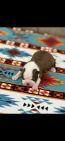 Coco-AKC, a male Boston Terrier for sale in Konawa, OK – 6 of 8
