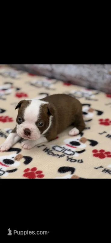 Coco-AKC – Boston Terrier puppy for sale in Konawa, OK