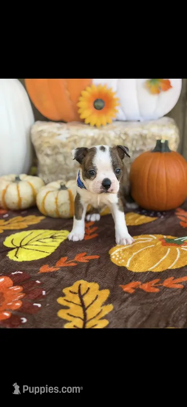 Watson-AKC – Boston Terrier puppy for sale in Konawa, OK