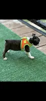 Winston-AKC, a male Boston Terrier for sale in Konawa, OK – 5 of 10