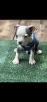 Gus-AKC, a male Boston Terrier for sale in Konawa, OK – 8 of 10