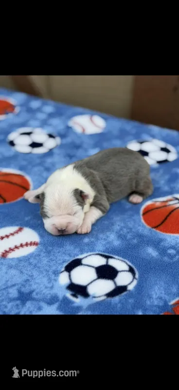 Gus-AKC – Boston Terrier puppy for sale in Konawa, OK