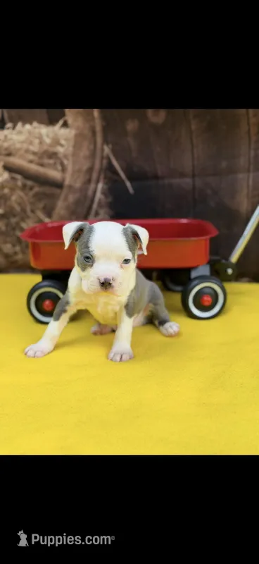 Gus-AKC – Boston Terrier puppy for sale in Konawa, OK