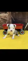 Gus-AKC, a male Boston Terrier for sale in Konawa, OK – 9 of 10