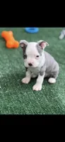 Gus-AKC, a male Boston Terrier for sale in Konawa, OK – 6 of 10