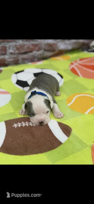Gus-AKC – Boston Terrier puppy for sale in Konawa, OK