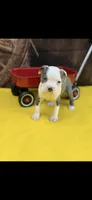 Gus-AKC, a male Boston Terrier for sale in Konawa, OK – 10 of 10