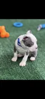 Gus-AKC, a male Boston Terrier for sale in Konawa, OK – 7 of 10