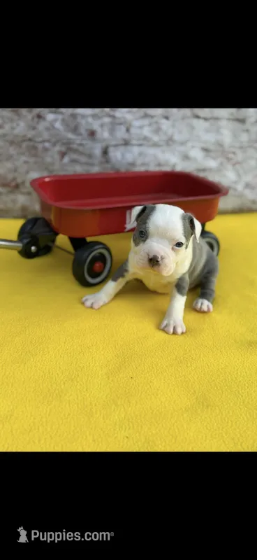 Gus-AKC – Boston Terrier puppy for sale in Konawa, OK