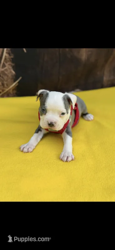 Gus-AKC – Boston Terrier puppy for sale in Konawa, OK