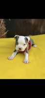 Gus-AKC, a male Boston Terrier for sale in Konawa, OK – 1 of 10