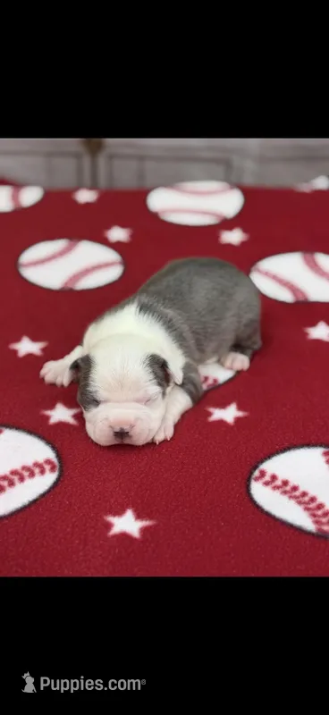 Gus-AKC – Boston Terrier puppy for sale in Konawa, OK