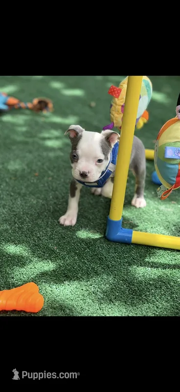Gus-AKC – Boston Terrier puppy for sale in Konawa, OK